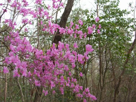 この時期ツツジで賑わう