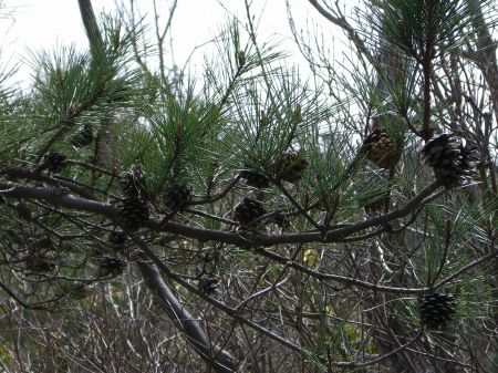 松ぼっくり