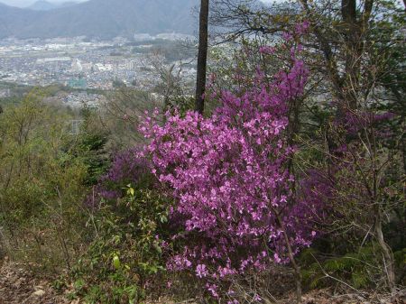 この時期ツツジで賑わう