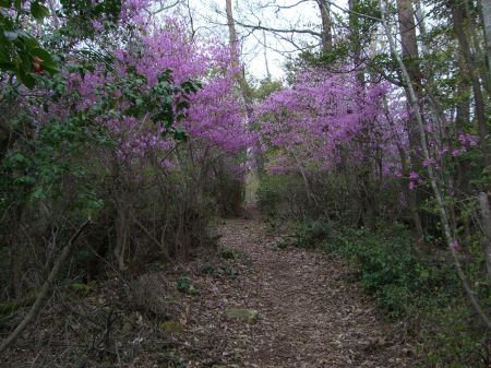 この時期ツツジで賑わう