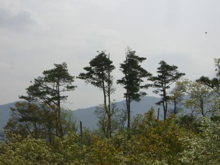 麓からでも目立つ松