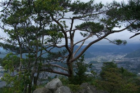 岩尾根に松！Good！