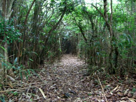 矢竹のトンネル