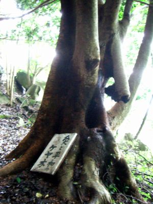 愛と平和のケヤ木