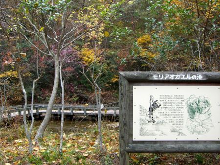 モリアオガエルの池