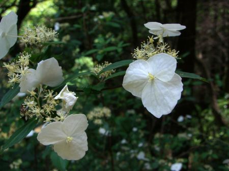 黒滝山、白滝山