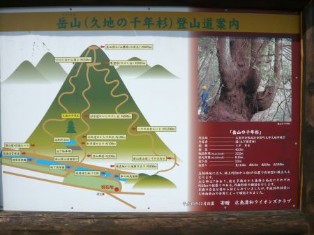 千年杉の案内板