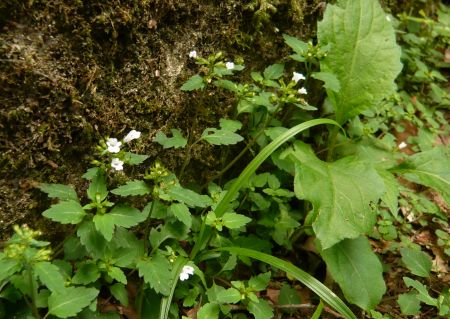 竜王山(龍王山)