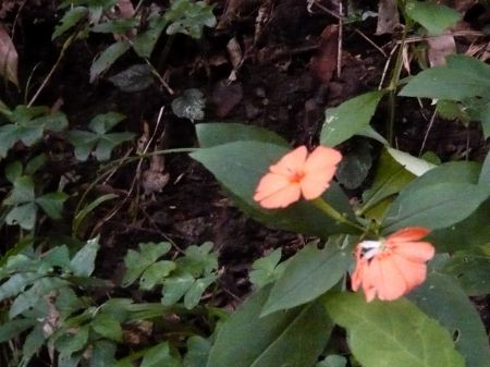 フシグロセンノウ