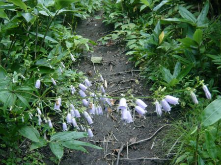 ツリガネニンジン