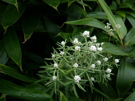 ホソバノヤマハハコ