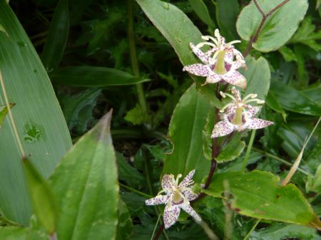 ヤマジノホトトギス