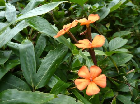 フシグロセンノウ