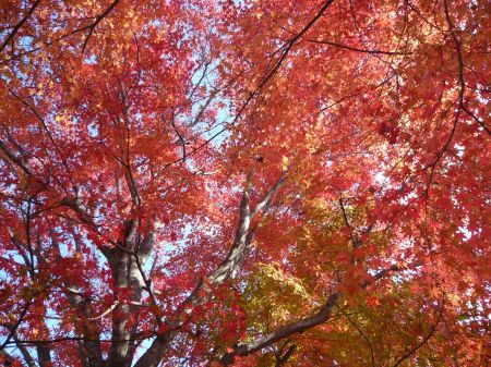隠れた紅葉の名所