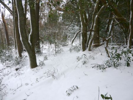 高鉢山山頂パス