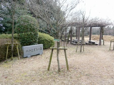 ハナミズキの森