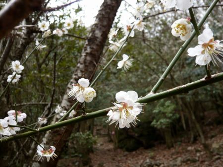 梅ノ花