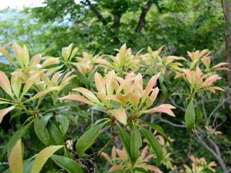 岩淵山～感応山
