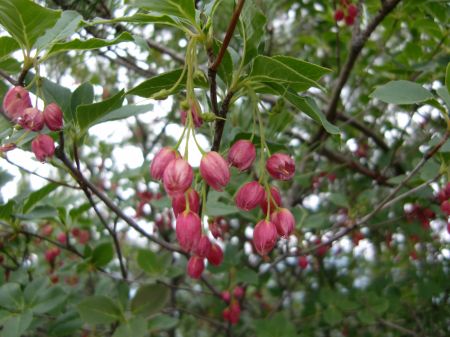 サラサドウダン