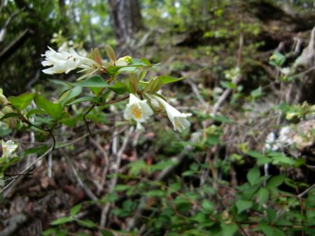 ツクバネウツギ