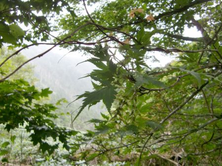 ナンゴクミネカエデ