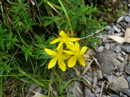 タカネオトギリ