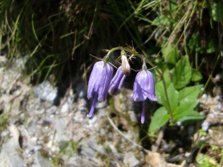 オトメシャジン