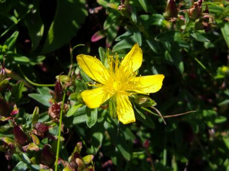 タカネオトギリ