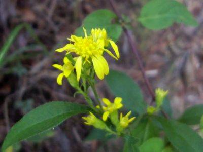 アキノキリンソウ