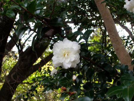 白い椿