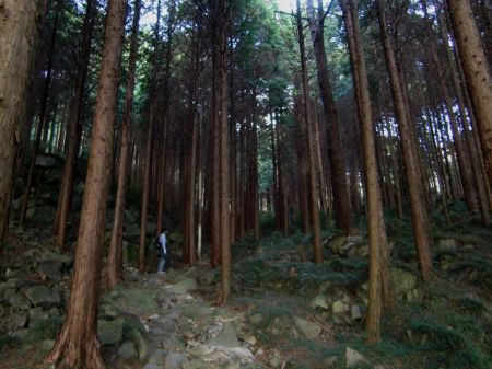 どんどんコース