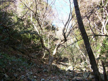 ウリハダカエデ