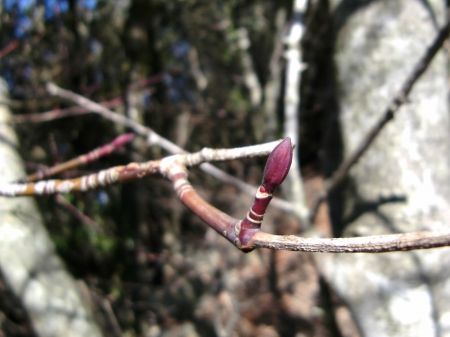 ウリハダカエデ