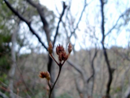 コバノミツバツツジ