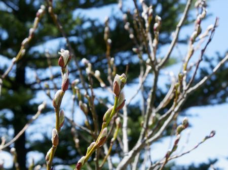 イシヅチザクラ