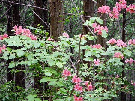 ヤマツツジ