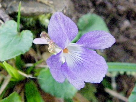 タチツボスミレ