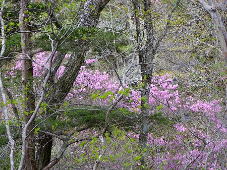 アケボノツツジ