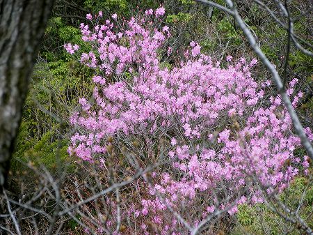 アケボノツツジ