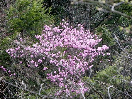 アケボノツツジ