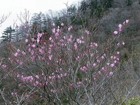 アケボノツツジ