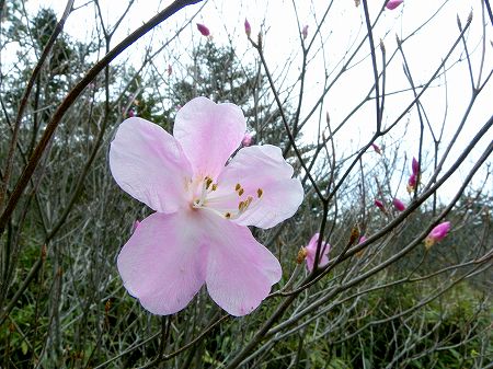 アケボノツツジ