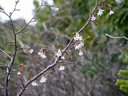 イシヅチザクラ