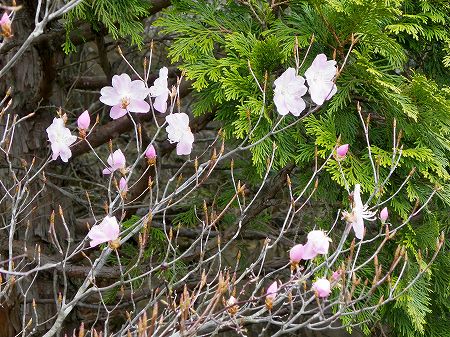 アケボノツツジ