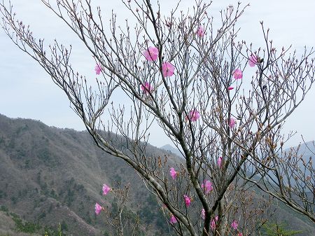 アケボノツツジ