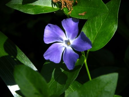 ツルニチニチソウ