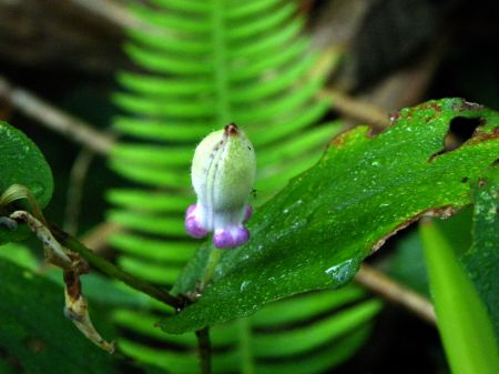 ヤマジノホトトギス