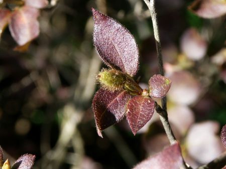 コバノミツバツツジ