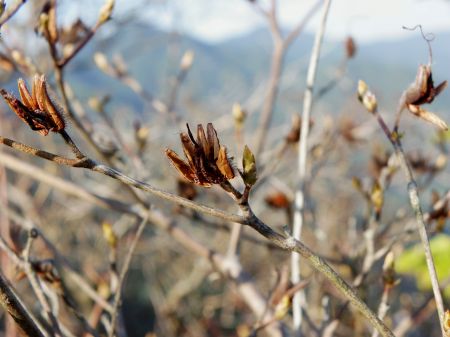 コバノミツバツツジ