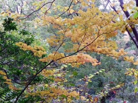 コハウチワカエデ